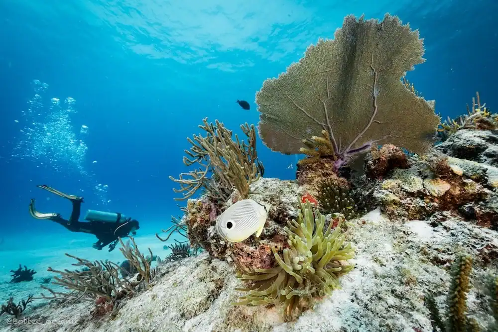 Scuba Diver Kurs 