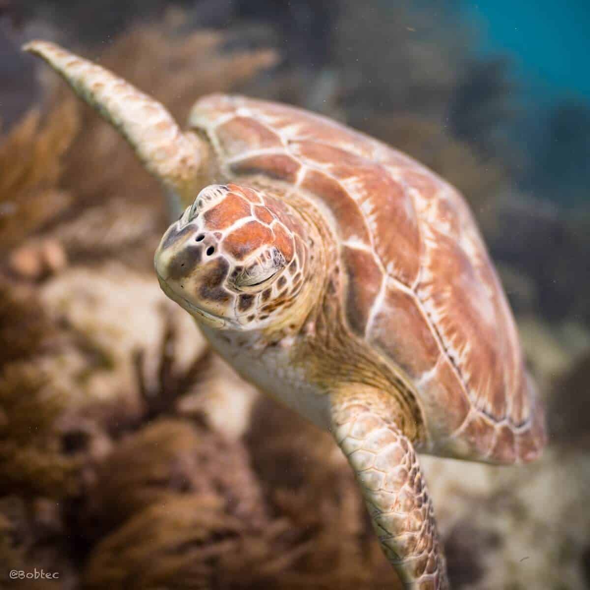 Tauchen auf Cozumel