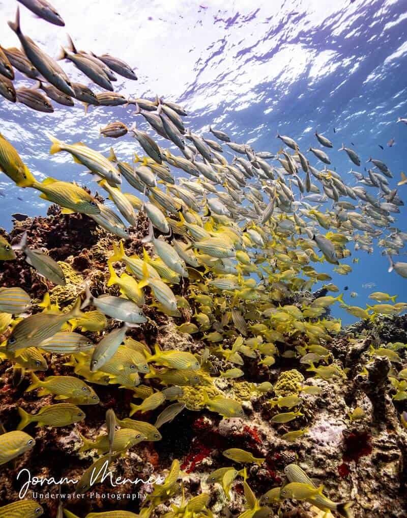 Tauchen auf Cozumel