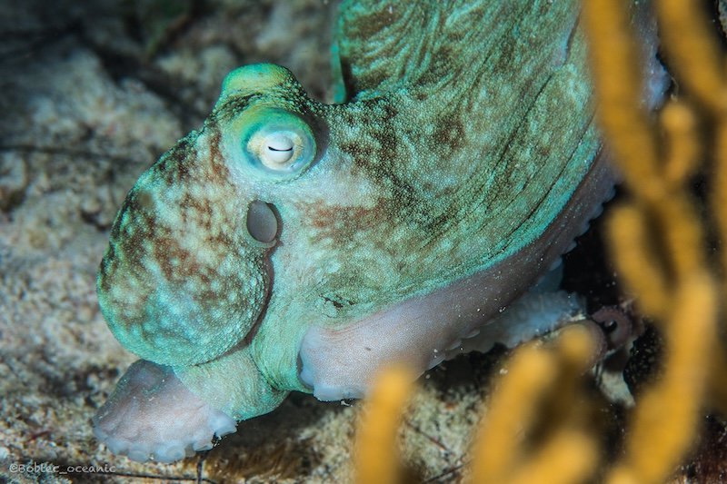 Nachttauchen in Playa del Carmen , Night dive