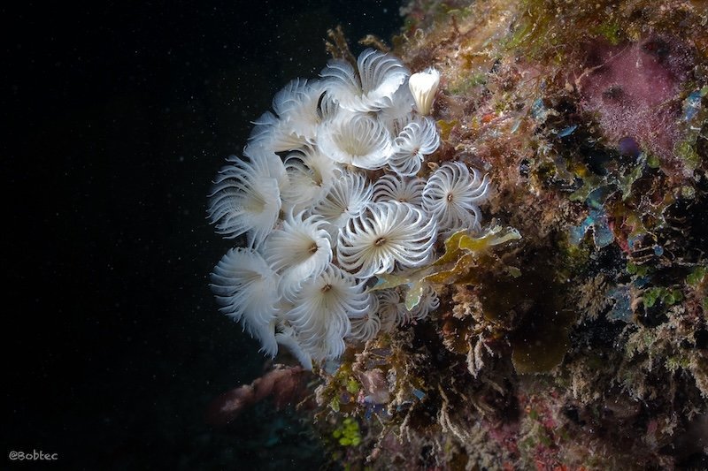 Nachttauchen in Playa del Carmen , Night dive