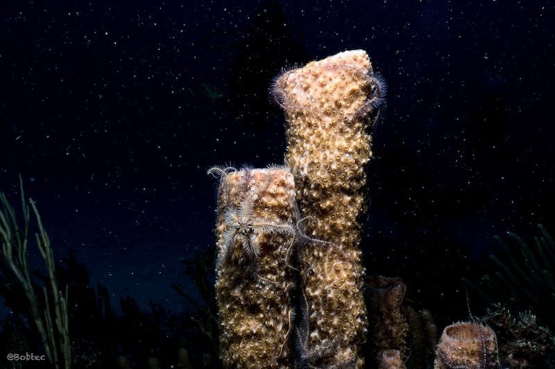Nachttauchen in Playa del Carmen , Night dive