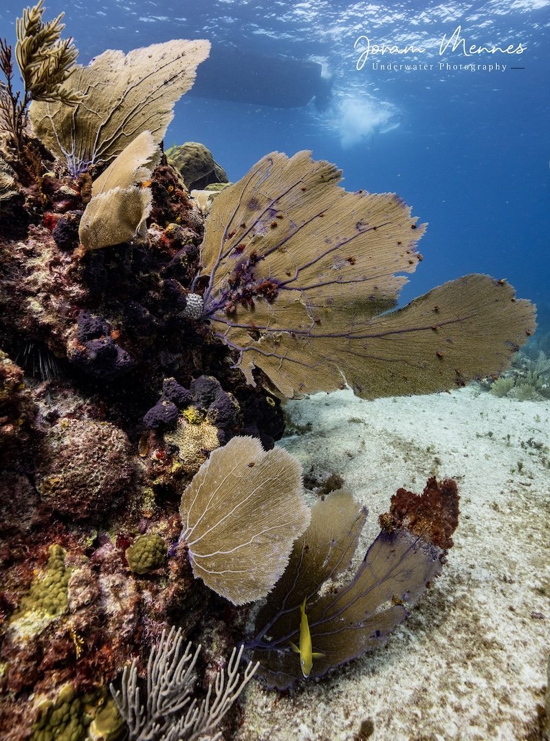 Tauchen in Playa del Carmen