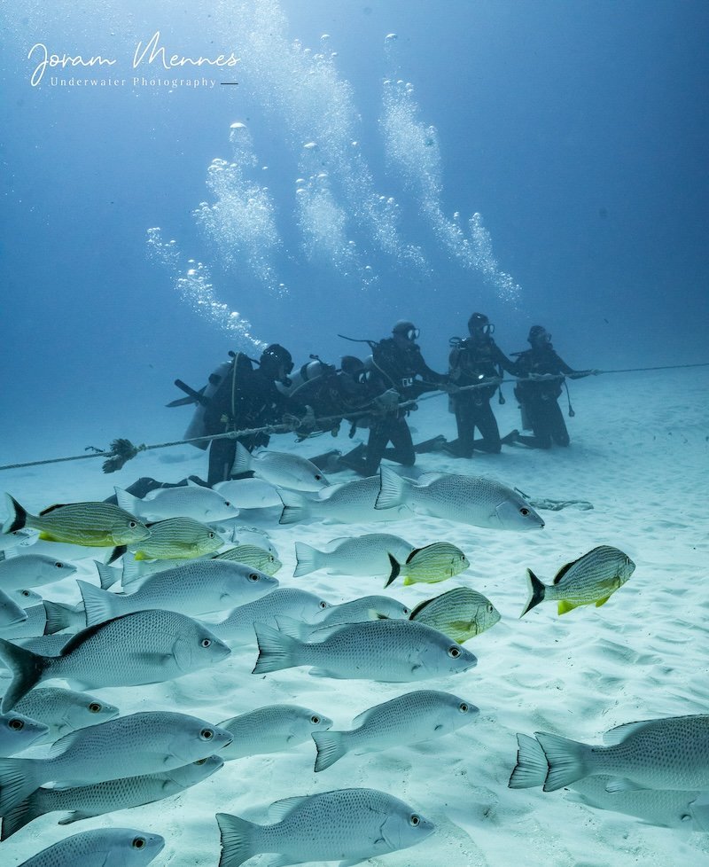 Tauchen mit Bullenhaien in Playa del carmen