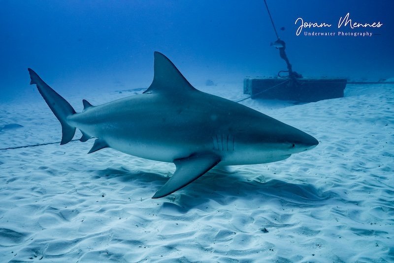 Tauchen mit Bullenhaien in Playa del carmen